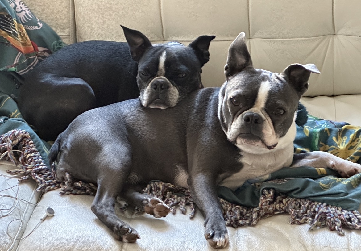 Two Boston terriers curled up together on the couch